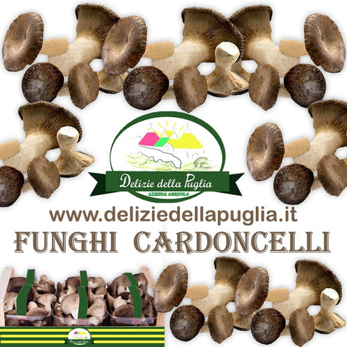 Ecco il Fungo Cardoncello fresco e coltivati dalla Puglia, direttamente a casa tua Delizie della Puglia una vera Delizie della Puglia